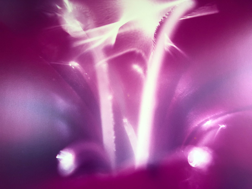 祖母がマクロレンズで撮影した写真 PHOTO BY SAYO FUKUDA