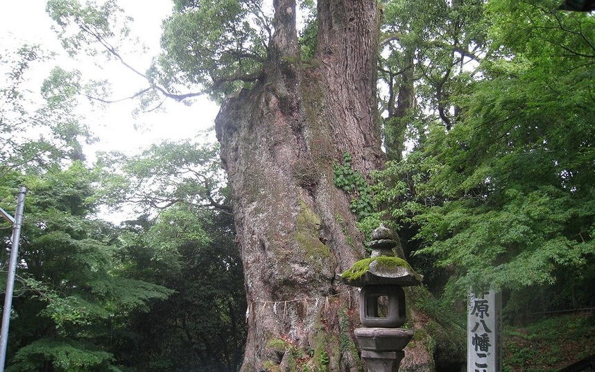 ⑭柞原八幡宮のクス