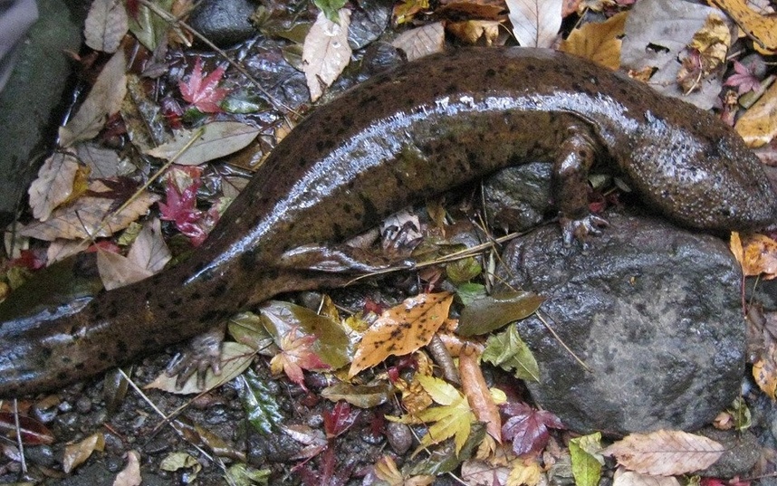 ⑯オオサンショウウオ