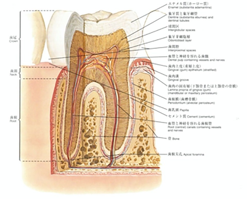 図13 歯と歯周組織：ネッター解剖学アトラスより引用