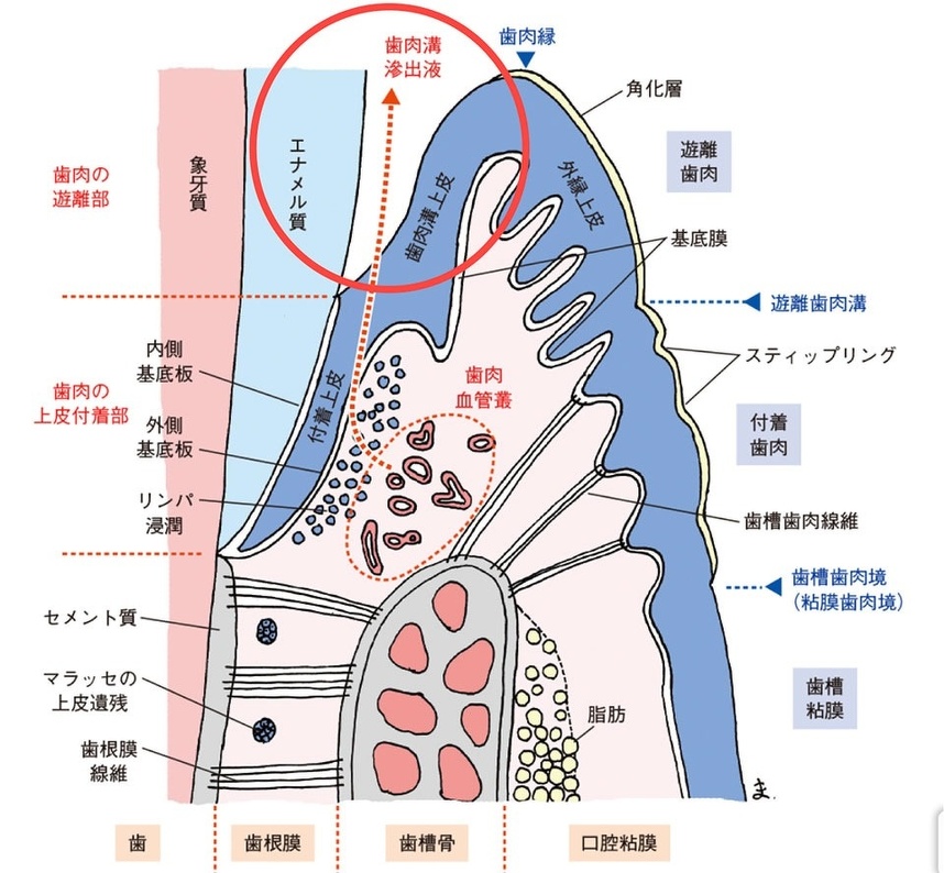 図14 歯と歯周組織の拡大図：バーチャルスライド 口腔組織学より引用