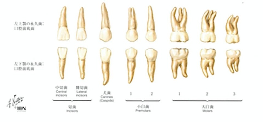 図15 歯：ネッター解剖学アトラスより引用