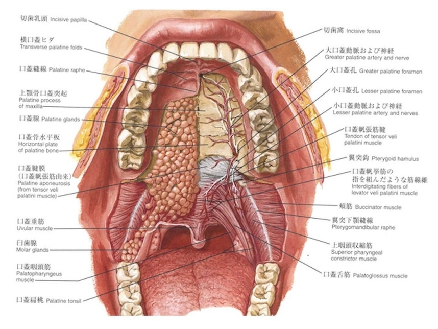 図16 上顎：ネッター解剖学アトラスより引用