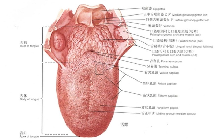 図17 舌：ネッター解剖学アトラスより引用