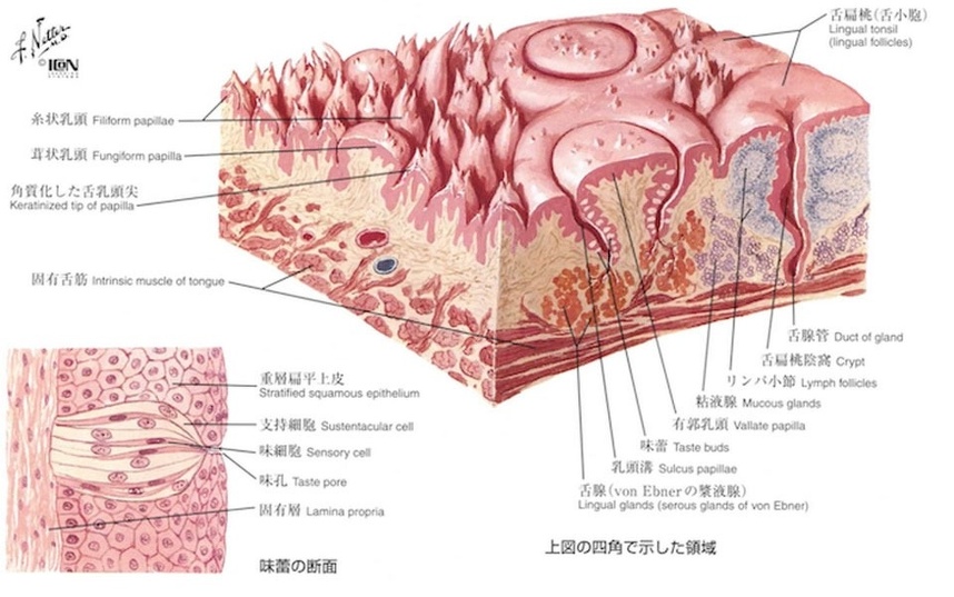 図18 舌の表面の拡大図：ネッター解剖学アトラスより引用