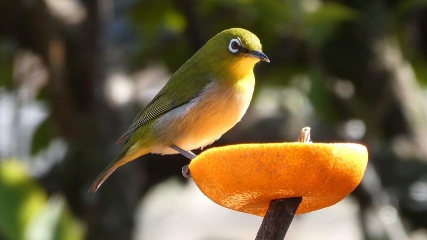 大分県マスコットキャラクター 　メジロン(めじろ)