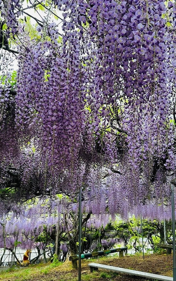 大分県宇佐市千財農園