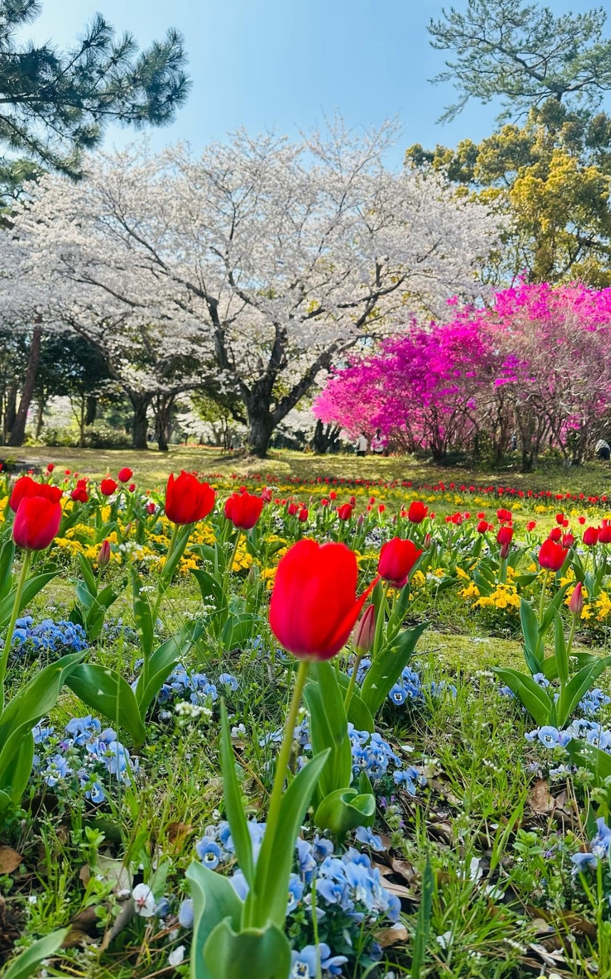 別府公園　桜とチューリップ　つつじの共演